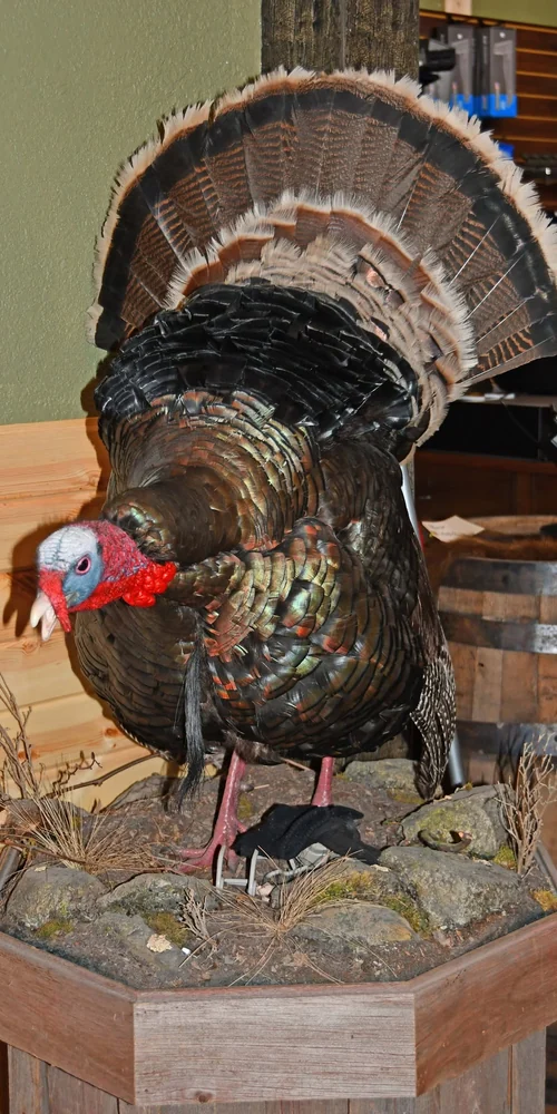 Inside Knightrunner Shop Detail Turkey taxidermy mount on display inside Knightrunner Tactical